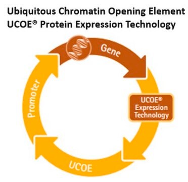 UCOE&#174; Dual Expression Puromycin Vector Set