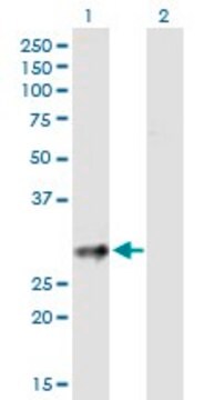 Anti-CD83 antibody produced in mouse purified immunoglobulin, buffered aqueous solution