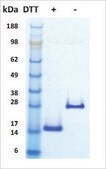BMP-2 human recombinant, expressed in HEK 293 cells, &#8805;95% (SDS-PAGE)