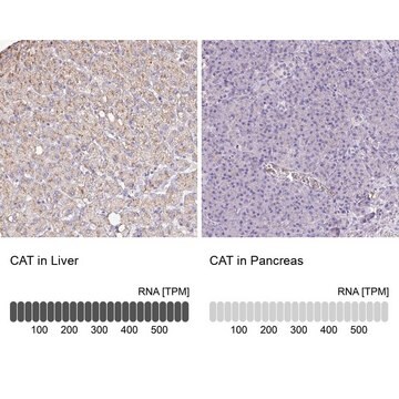 Anti-CAT antibody produced in rabbit Prestige Antibodies&#174; Powered by Atlas Antibodies, affinity isolated antibody, buffered aqueous glycerol solution