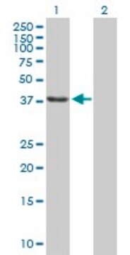 Anti-SSBP2 antibody produced in mouse purified immunoglobulin, buffered aqueous solution