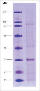 Androgen receptor (650-920), human recombinant, expressed in E. coli, &#8805;70% (SDS-PAGE)