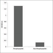 Anti-phospho-AML1 (pSer435) antibody produced in rabbit affinity isolated antibody