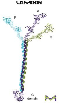 Laminin from Engelbreth-Holm-Swarm murine sarcoma basement membrane 1-2&#160;mg/mL in Tris-buffered saline, 0.2 &#956;m filtered, BioReagent, suitable for cell culture