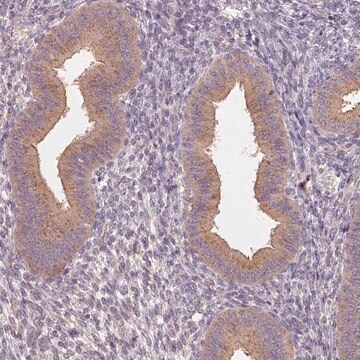 Anti-AP1S1 antibody produced in rabbit Prestige Antibodies&#174; Powered by Atlas Antibodies, affinity isolated antibody, buffered aqueous glycerol solution