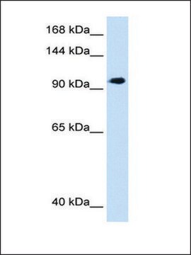 Anti-SEC63 antibody produced in rabbit IgG fraction of antiserum