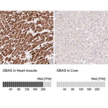 Anti-GBAS antibody produced in rabbit Prestige Antibodies&#174; Powered by Atlas Antibodies, affinity isolated antibody, buffered aqueous glycerol solution