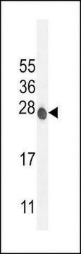 ANTI-ATP6V0C(C-TERMINAL) antibody produced in rabbit affinity isolated antibody, buffered aqueous solution