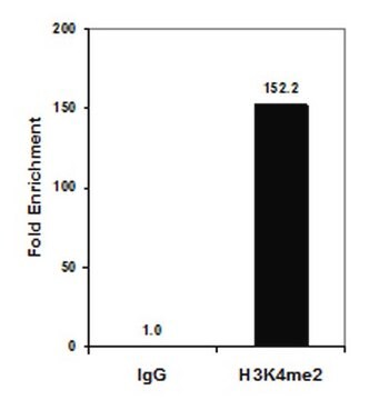 Anti-Dimethyl Histone H3 (Lys4) Antibody, clone CMA303 clone CMA303, from mouse