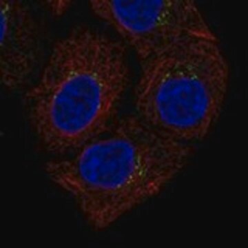 Anti-CTSL antibody produced in rabbit Prestige Antibodies&#174; Powered by Atlas Antibodies, affinity isolated antibody, buffered aqueous glycerol solution