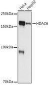 Anti-HDAC6 Antibody, clone 9V1W2, Rabbit Monoclonal