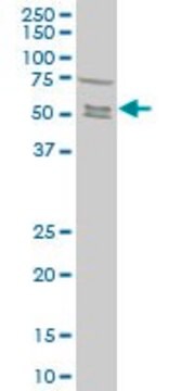 Monoclonal Anti-SMAD5 antibody produced in mouse clone 4F10, purified immunoglobulin, buffered aqueous solution