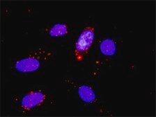 Monoclonal Anti-CDK6 antibody produced in mouse clone 8H4, purified immunoglobulin, buffered aqueous solution