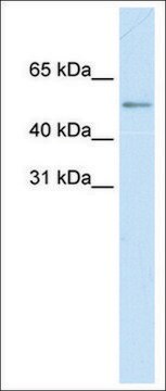 Anti-MyC (AB1) antibody produced in rabbit affinity isolated antibody