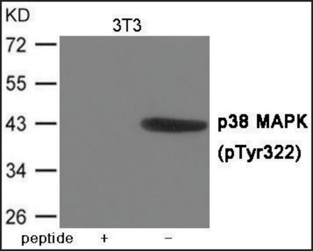 Anti-phospho-p38 MAPK (pTyr322) antibody produced in rabbit affinity isolated antibody