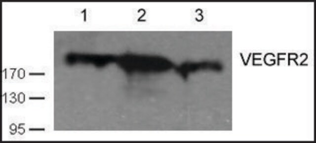 Anti-VEGFR2 (Ab-1059) antibody produced in rabbit affinity isolated antibody