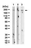 Anti-erbB4/HER4 Antibody, clone 1B7 ZooMAb&#174; Rabbit Monoclonal recombinant, expressed in HEK 293 cells