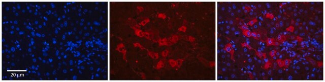 Anti-WDR23 antibody produced in rabbit affinity isolated antibody