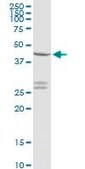 Anti-CXADR antibody produced in rabbit purified immunoglobulin, buffered aqueous solution