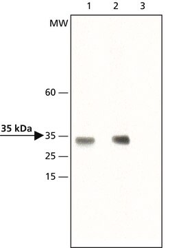 Anti-dimethyl-Histone H1.4 (diMe-Lys26) antibody produced in rabbit ~1.5&#160;mg/mL, affinity isolated antibody, buffered aqueous solution