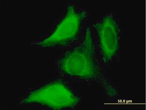 Anti-PROK1 antibody produced in mouse purified immunoglobulin, buffered aqueous solution