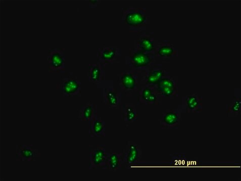 Anti-PAK1IP1 antibody produced in mouse purified immunoglobulin, buffered aqueous solution