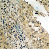 Anti-phospho-Csk (pSer364) antibody produced in rabbit affinity isolated antibody