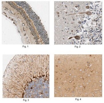 Anti-CHRDL1 Antibody, clone 10C9.3 clone 10C9.3, from mouse