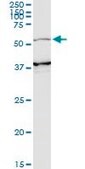 Monoclonal Anti-PIK3R3 antibody produced in mouse clone 2F8, purified immunoglobulin, buffered aqueous solution