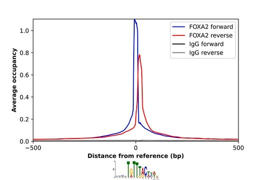 Anti-FOXA2 antibody produced in rabbit Prestige Antibodies&#174; Powered by Atlas Antibodies, affinity isolated antibody