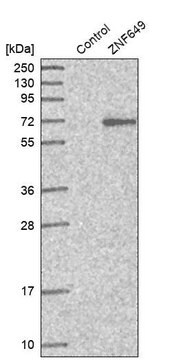 Anti-ZNF649 antibody produced in rabbit Prestige Antibodies&#174; Powered by Atlas Antibodies, affinity isolated antibody, buffered aqueous glycerol solution