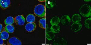 Anti-Histamine Receptor 4 Antibody, clone 1E18 ZooMAb&#174; Rabbit Monoclonal recombinant, expressed in HEK 293 cells