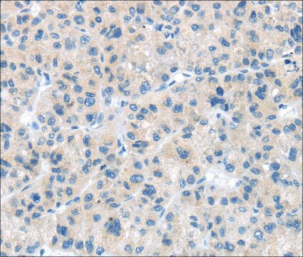 Anti-CD63 affinity isolated antibody