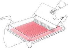 Cell Comb&#8482; Scratch Assay