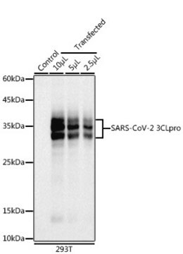 Anti-SARS-CoV-2 3CLpro Antibody, clone 1G8P9, Rabbit Monoclonal