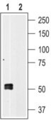 Anti-P2X1 Purinergic Receptor antibody produced in rabbit affinity isolated antibody, lyophilized powder