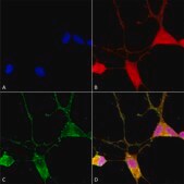 Monoclonal Anti-Mmp9 - Rpe antibody produced in mouse clone S51-82, purified immunoglobulin