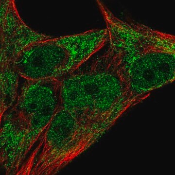 Anti-JARID2 antibody produced in rabbit Prestige Antibodies&#174; Powered by Atlas Antibodies, affinity isolated antibody