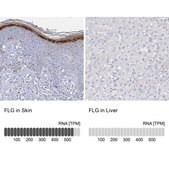 Anti-FLG antibody produced in rabbit Prestige Antibodies&#174; Powered by Atlas Antibodies, affinity isolated antibody, buffered aqueous glycerol solution, ab3