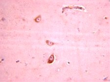 Anti-Glutamate Receptor 4 Antibody Chemicon&#174;, from rabbit
