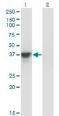 Monoclonal Anti-MAP2K3, (N-terminal) antibody produced in mouse clone 1D10, purified immunoglobulin, buffered aqueous solution