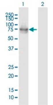 Anti-IL22RA1 antibody produced in mouse purified immunoglobulin, buffered aqueous solution