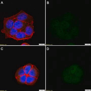 Anti-p-Histone H2A.X (Ser139) Recombinant Antibody, clone C6B recombinant, expressed in Alpaca