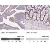 Anti-ZBBX antibody produced in rabbit Prestige Antibodies&#174; Powered by Atlas Antibodies, affinity isolated antibody, buffered aqueous glycerol solution