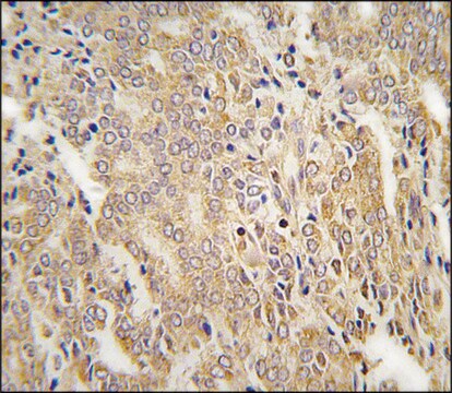 Anti-TLL2 (N-term) antibody produced in rabbit saturated ammonium sulfate (SAS) precipitated, buffered aqueous solution