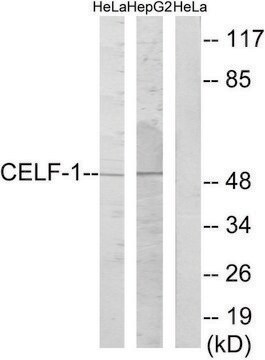 Anti-CELF-1 antibody produced in rabbit affinity isolated antibody