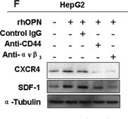 Anti-Stromal Cell-Derived Factor-1&#945; Antibody Chemicon&#174;, from rabbit
