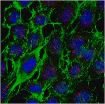 Anti-Sp100 Antibody, clone 2H1.1 clone 2H1.1, from mouse