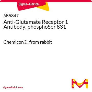 Anti-Glutamate Receptor 1 Antibody, phosphoSer 831 Chemicon&#174;, from rabbit