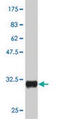 Monoclonal Anti-CRH antibody produced in mouse clone 2B11, purified immunoglobulin, buffered aqueous solution